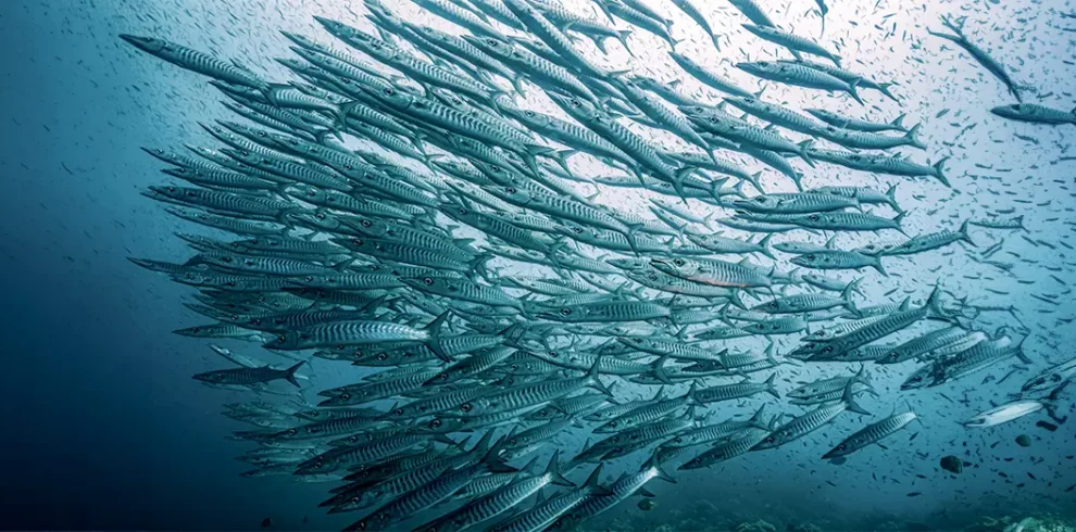 A school of barracuda swimming in the crystal-clear waters of Banda Sea, showcasing the diverse marine life during our liveaboard tours