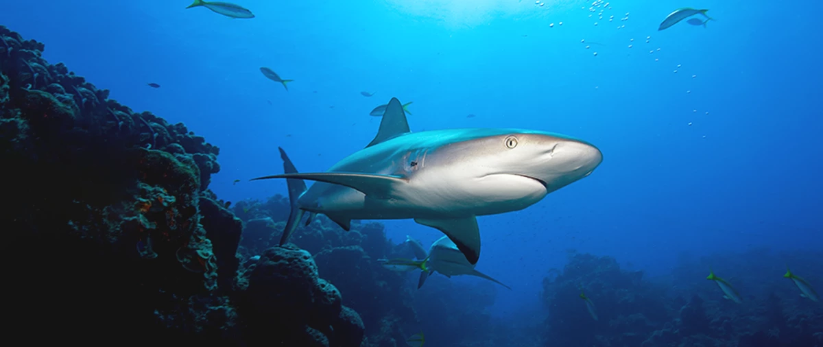 4 Atolls Central – Noraya