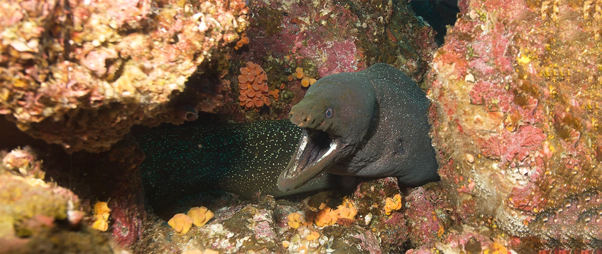 Going South – Noraya