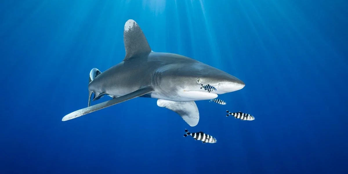 An oceanic whitetip shark is swimming in the blue sea alongside pilot fish 1