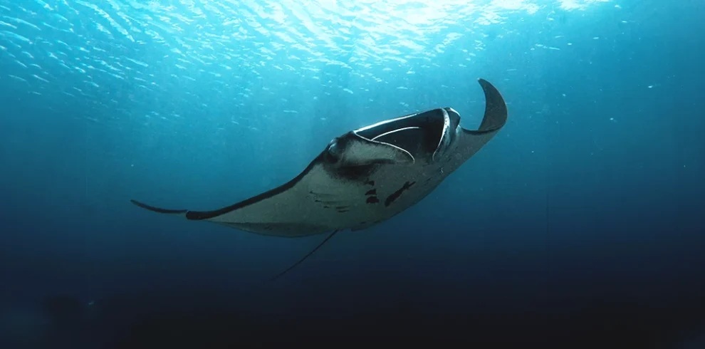 Diving with Manta Rays in Raja Ampat Centre: A diver encounters majestic Manta Rays in the vibrant waters of Raja Ampat