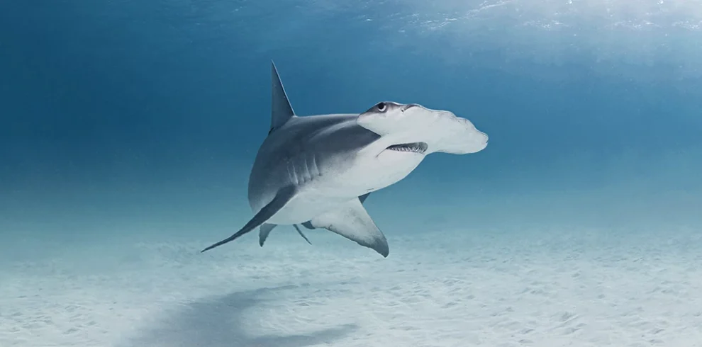 Thrilling dive experience encountering a hammerhead shark in the waters of Egypt.