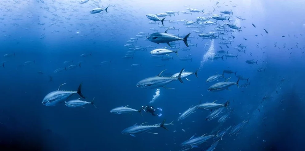 Diver surrounded by a vibrant school of fish while diving in Egypt's stunning underwater ecosystem