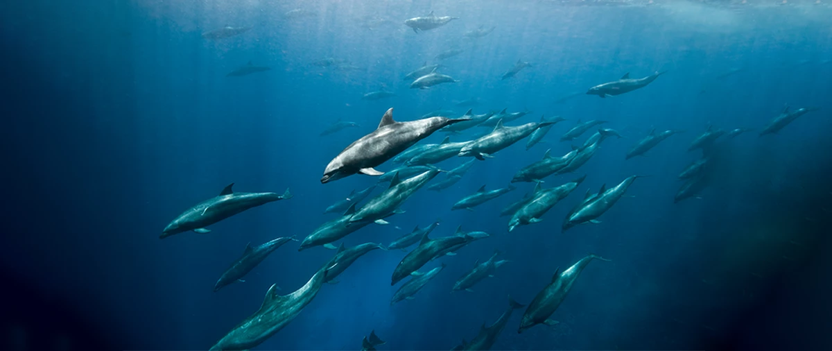 Dune Silky Liveaboard in Red Sea Liveaboard with Dune Liveaboard