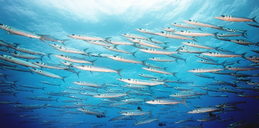 Impressive Great Barracuda swimming in the vibrant waters of the Red Sea