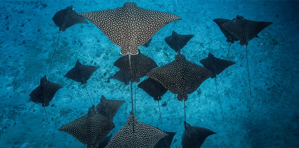 Magnificent Manta Ray swimming gracefully in the waters of Egypt's Red Sea