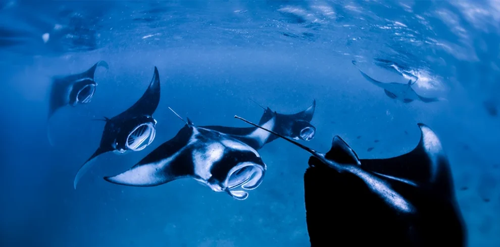 Graceful Ribbon Eel spotted in the vibrant Atolls of Central Maldives