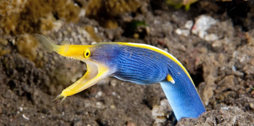 Graceful Ribbon Eel spotted in the vibrant Atolls of Central Maldives