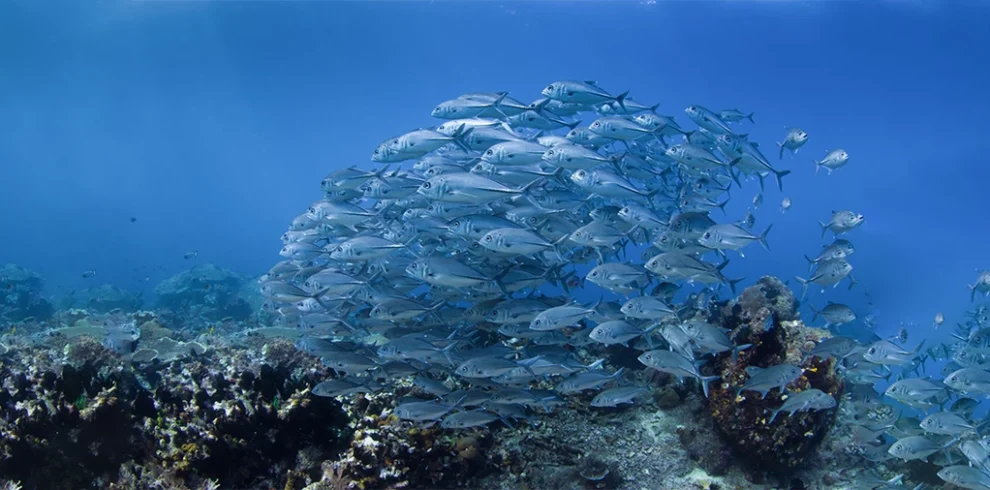 Vibrant school of fish swimming in the waters of Golden Triangle, Egypt, showcasing the diverse marine life of the region