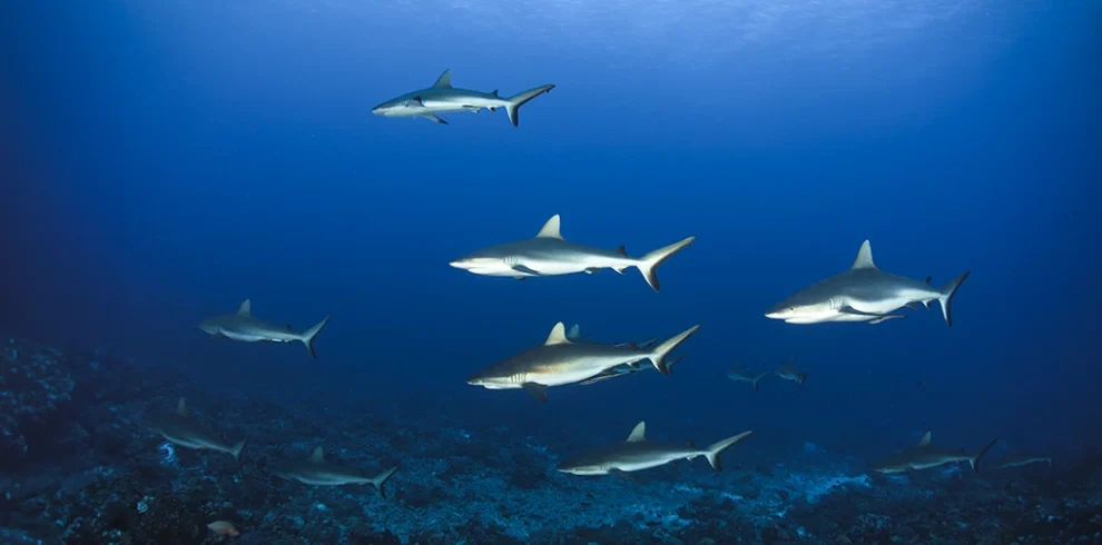 Encounter with a shark while diving in the Central South region of Maldives