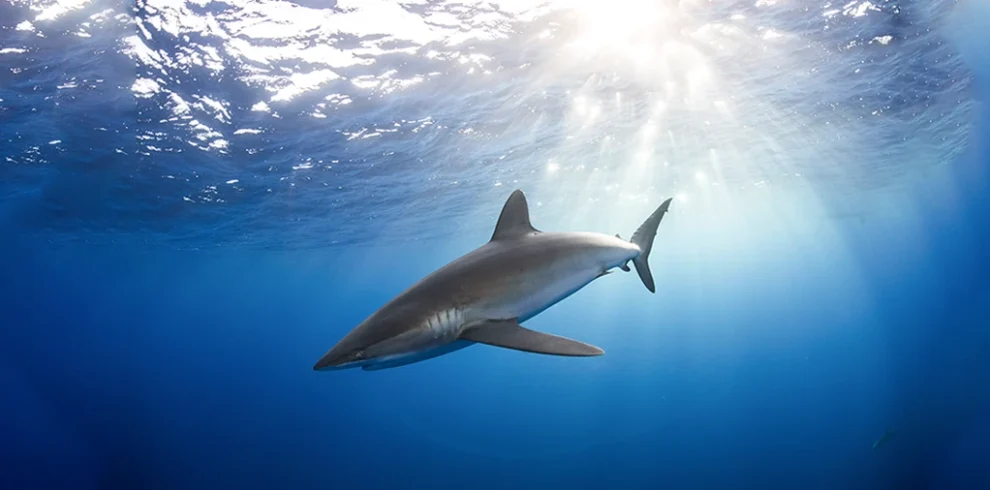 A majestic shark swimming in the waters of the Golden Triangle Sea, Egypt.