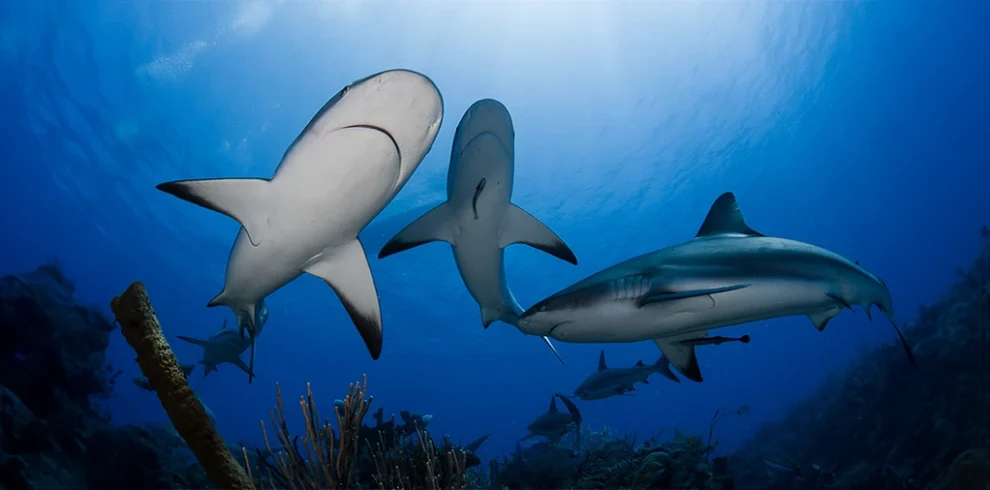 Spectacular shark sighting during diving adventures in Safaga, Egypt