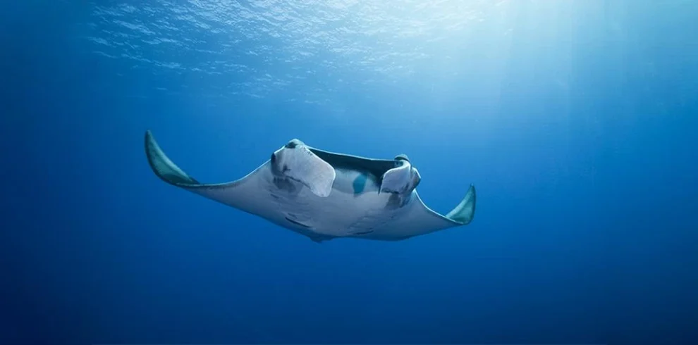 Exciting snorkeling adventure with majestic manta rays in the crystal-clear waters of Egypt