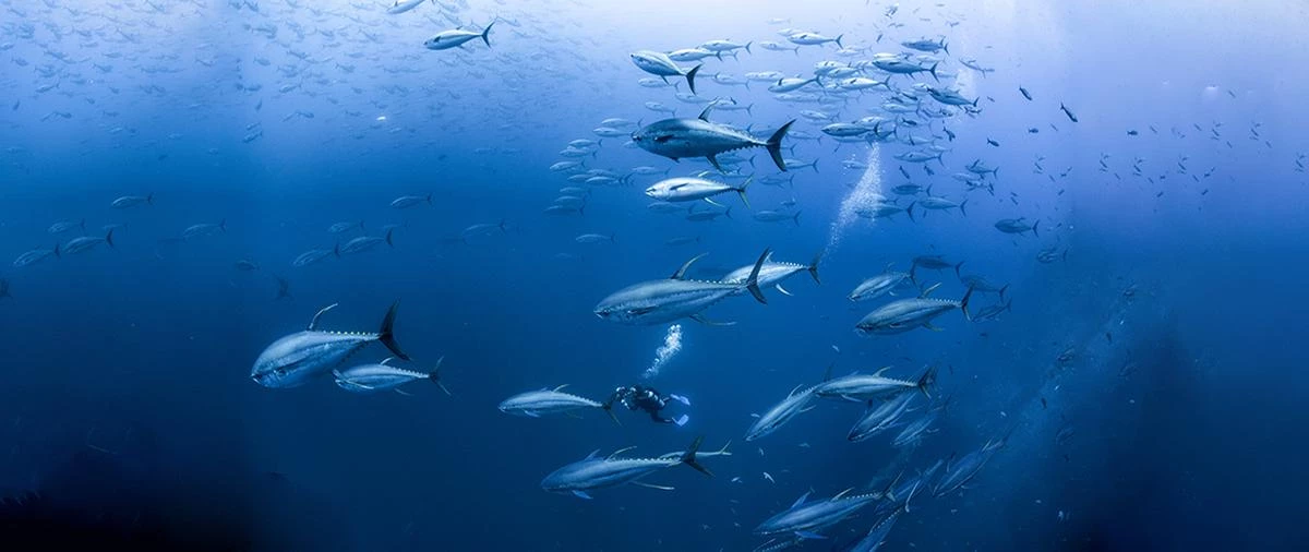 A school of tuna is swimming in the sea 3