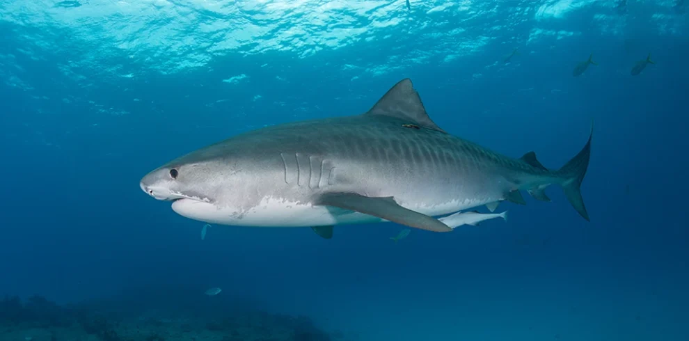 Exciting snorkeling encounter with a shark in the waters of Egypt