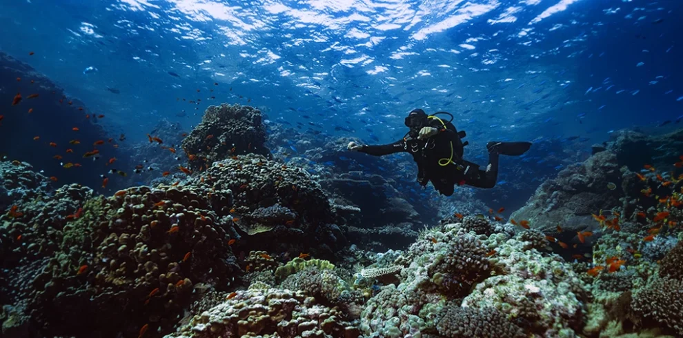 Enthralling diving experience in Elba, Egypt's mesmerizing underwater world