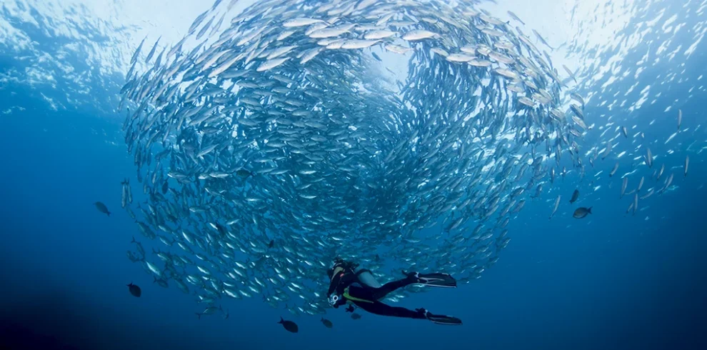 Underwater scene showcasing a vibrant school of fish in the diverse waters of Raja Ampat