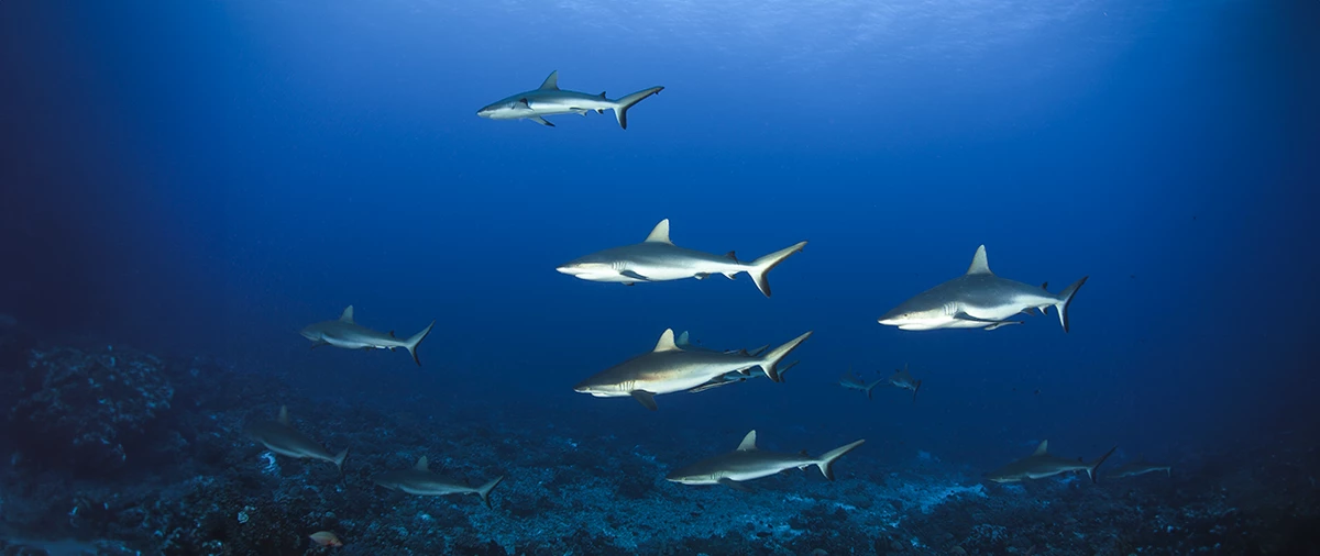 Central Atolls 10N – Black Manta