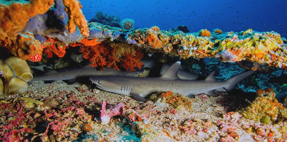 Vibrant and diverse coral reef in the crystal-clear waters of Egypt's Red Sea