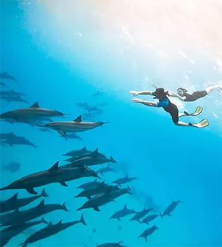 Cruise with dolphins: Enjoy a breathtaking view of dolphins playfully swimming alongside our liveaboard, offering an unforgettable marine adventure.