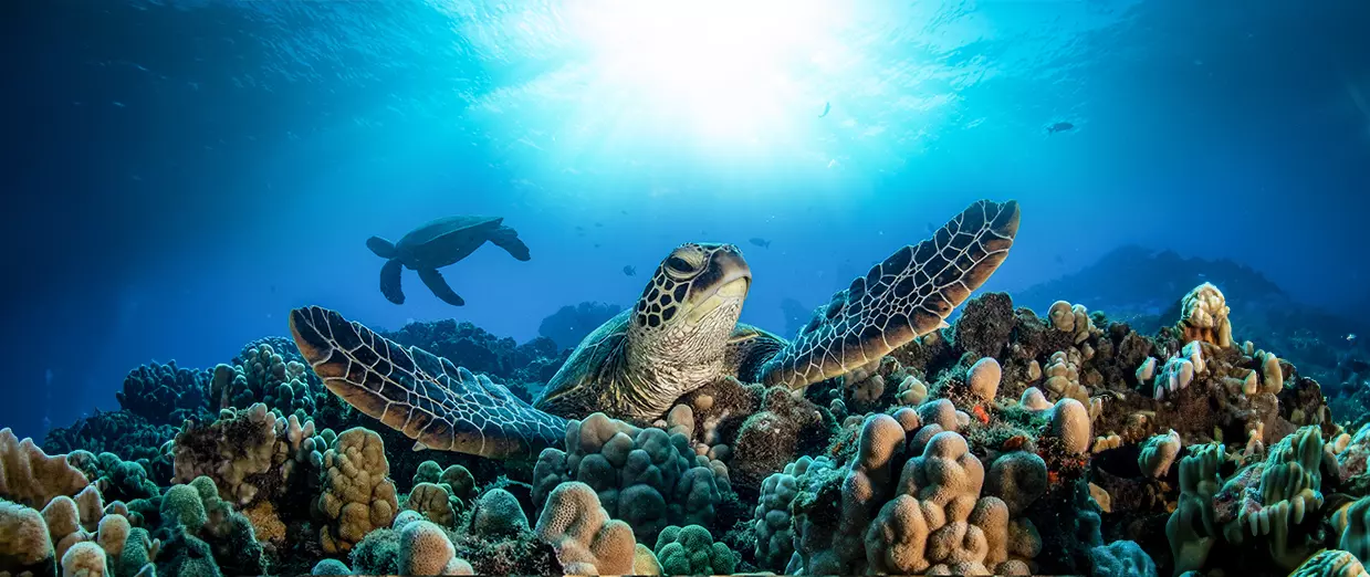 Dune Black Manta Liveaboard Egypt Liveaboard