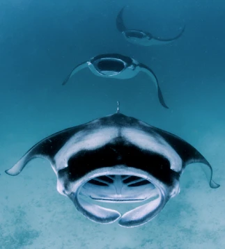 Exciting underwater encounter with a graceful manta ray while scuba diving in the Maldives, a must-experience on our liveaboard adventures