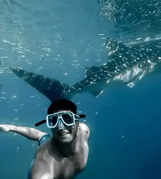 Witness an extraordinary encounter with a majestic whale shark during our liveaboard trips. Get up close and personal with these gentle giants in the Maldives