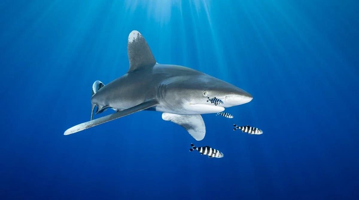 Daedalus, Elphinstone, Fury Shoals – Alia