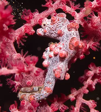 Macro Diving - Explore the Fascinating World of Tiny Underwater Creatures with Dune