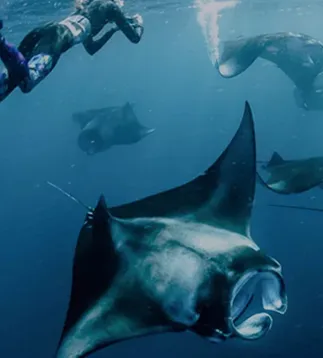 Manta Trust Special Price - Support Manta Conservation with Exclusive Discounts and Offers