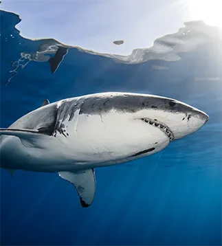 Shark Education Liveaboard Special Price - Save on Shark Diving Adventures and Learn About These Amazing Creatures