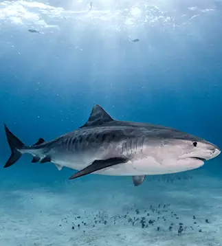 Thrilling shark encounter while diving in crystal-clear waters.