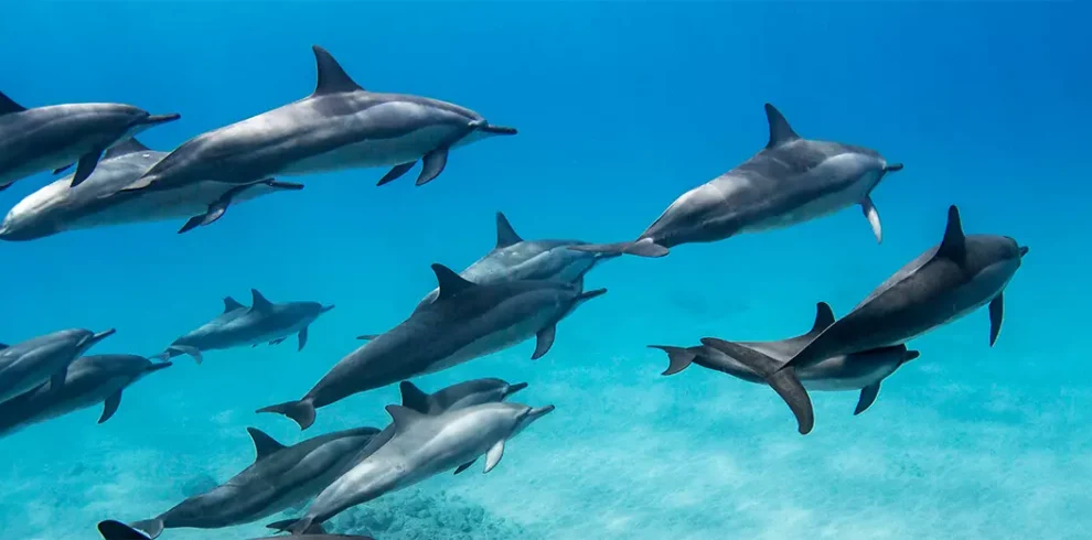 Enjoying unforgettable snorkeling moments with dolphins in the crystal-clear waters of Egypt