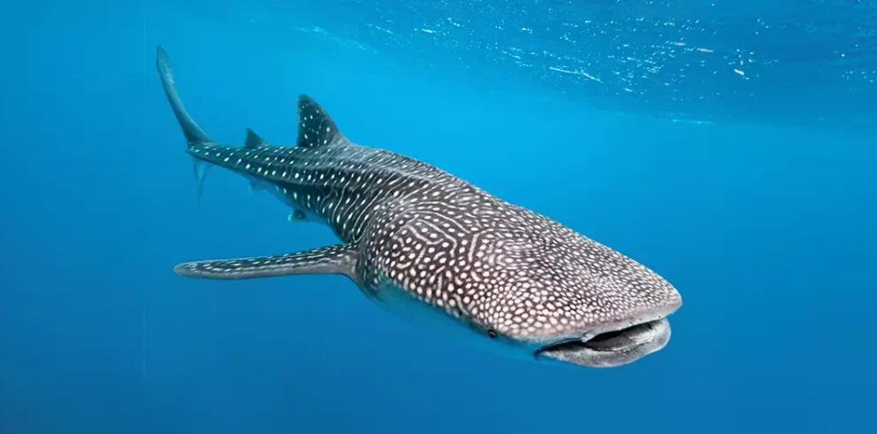 Rare encounter with a majestic Whale Shark in the North Pelagic Waters