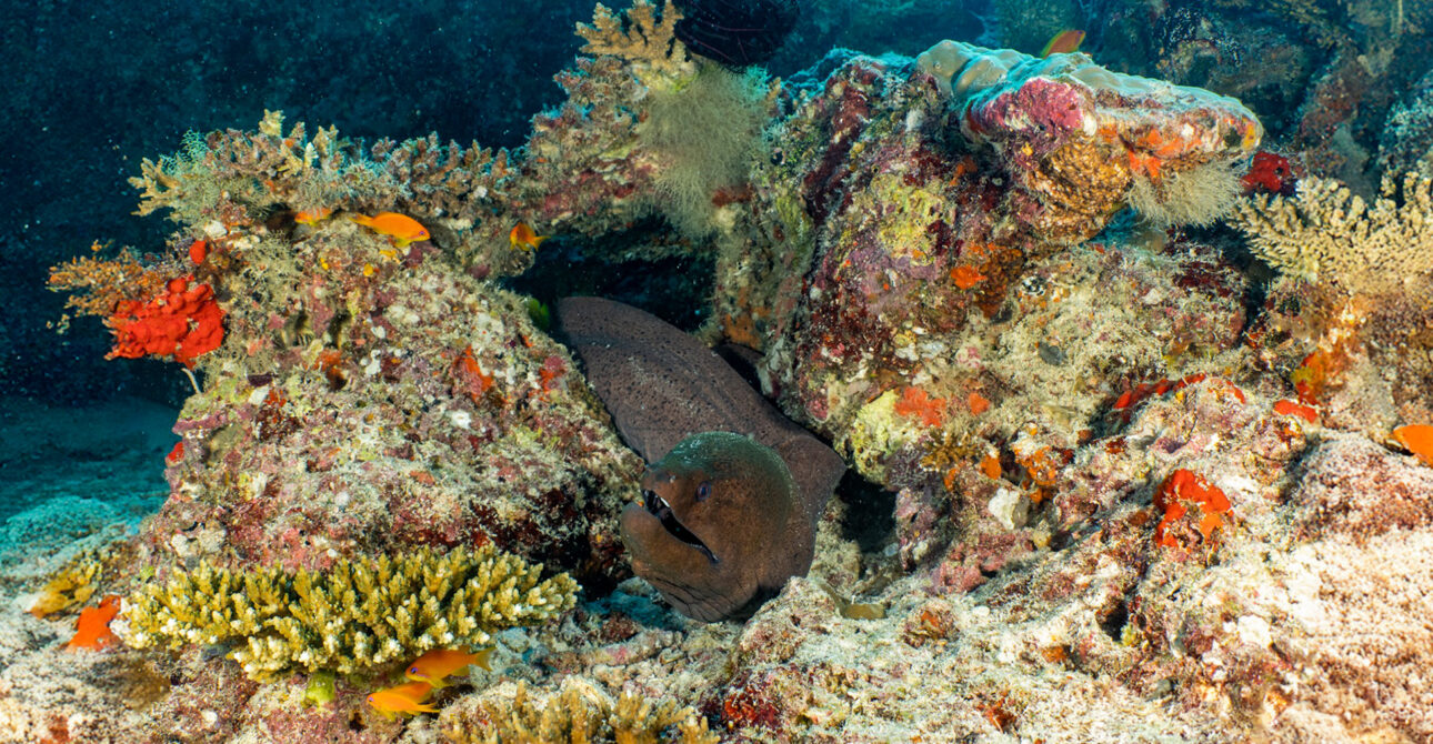 Central Atolls, The Best of Maldive – DUNE Black Manta