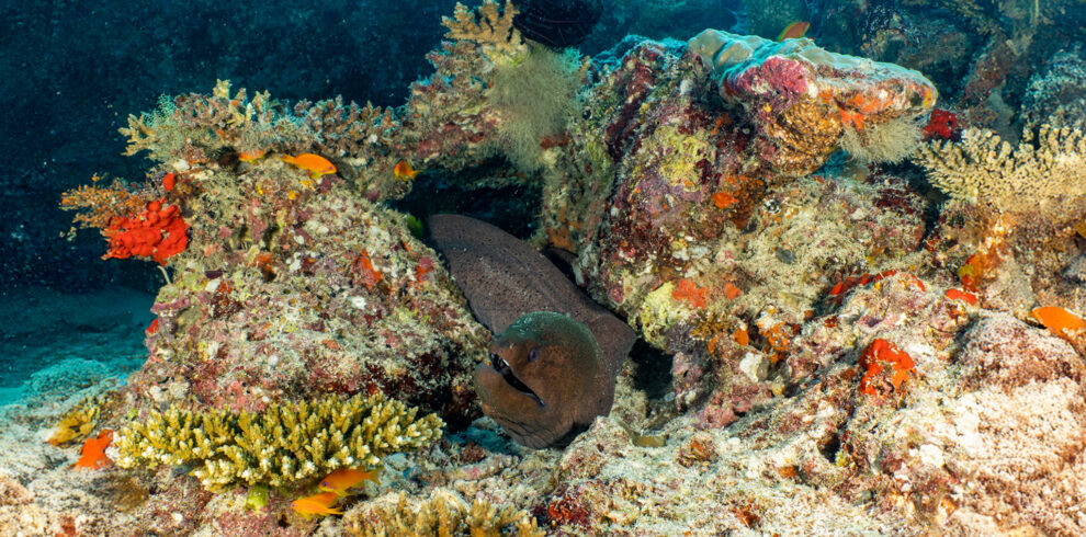 Dune Black Manta Liveaboard