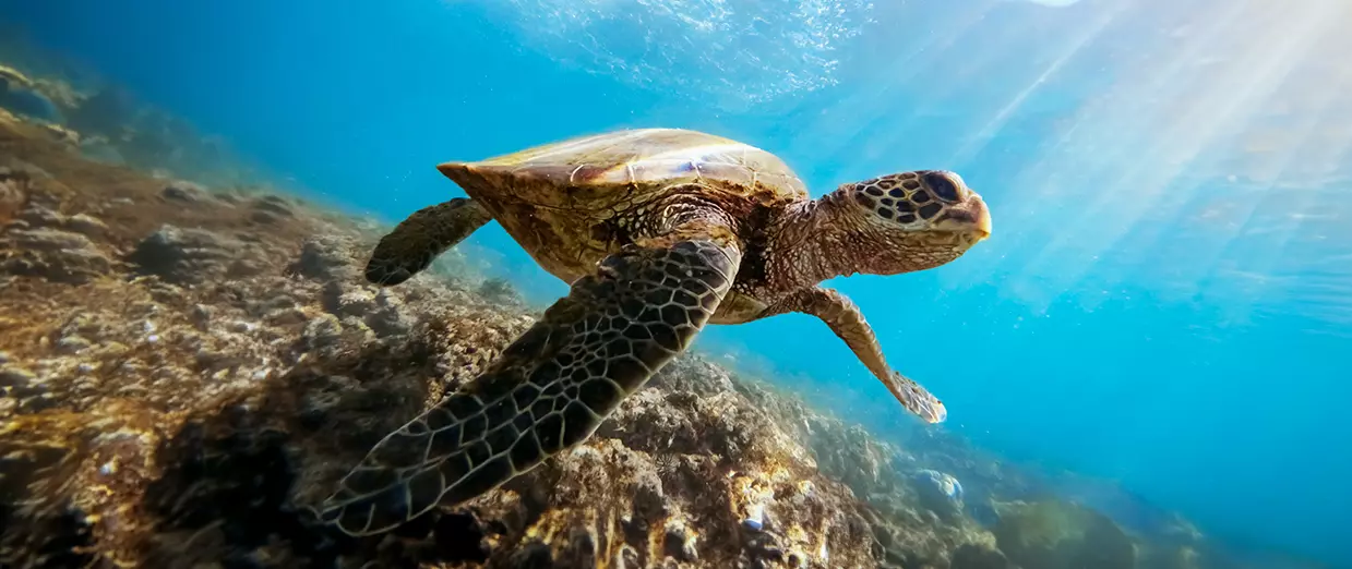 North Ras Mohammed Liveaboard – Dune Silky