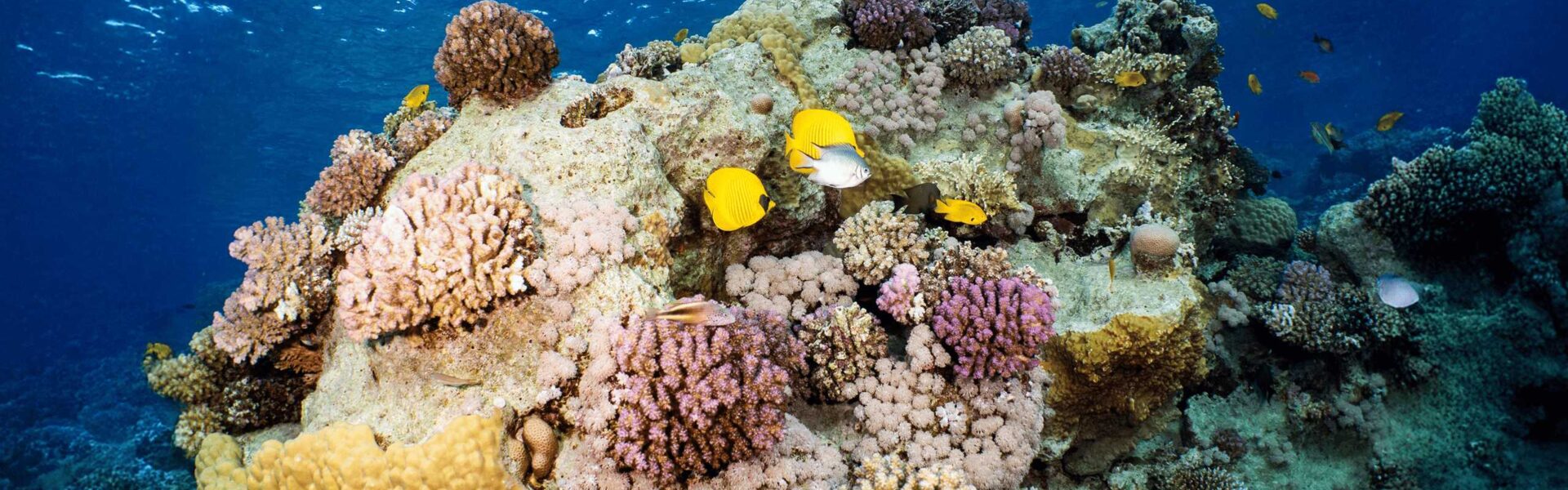 "Vibrant coral reef in the Red Sea with pink soft corals and yellow butterflyfish, illuminated by sunlight in clear waters.