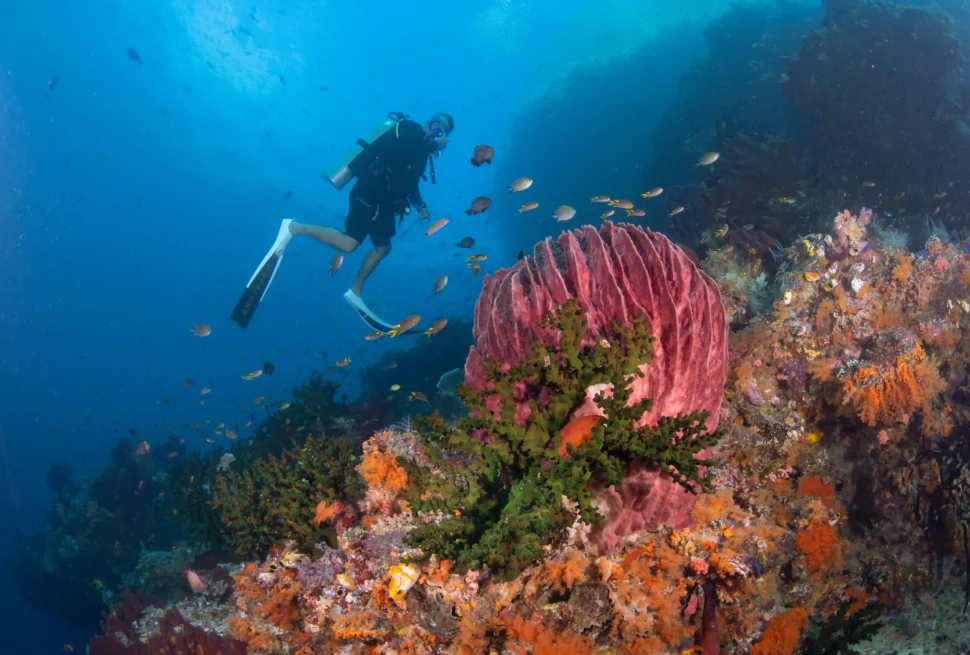 Diving with beautiful corals in Raja Ampat