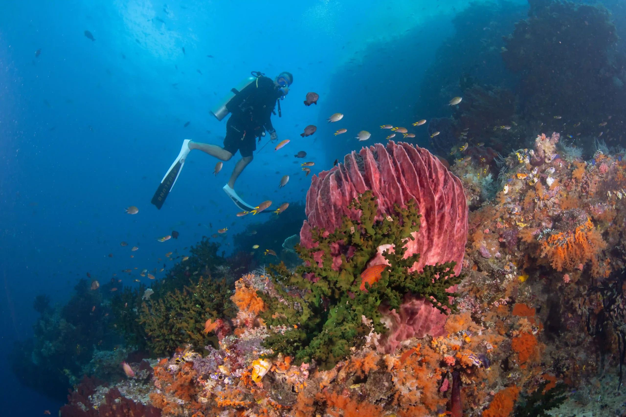 Diving with beautiful corals in Raja Ampat