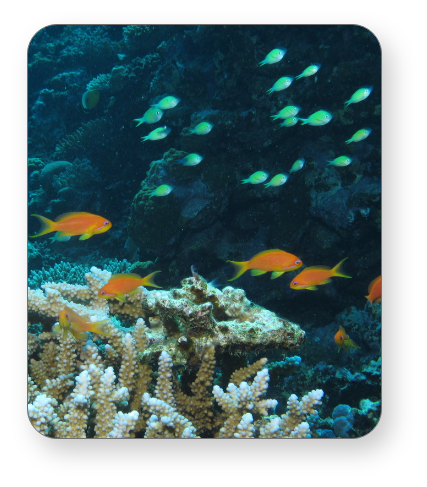 Diving with a range of small reef fish in Red Sea, Maldives