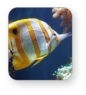 Giant Copperband butterflyfish in Rocky Island