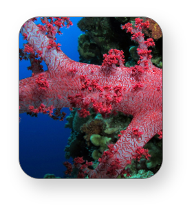 Fing beauty of coral reef in Elphinstone Reef Egypt