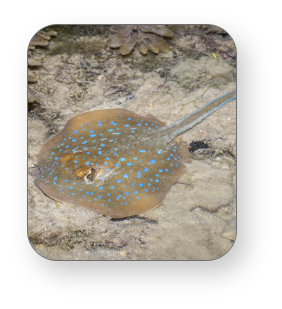 Fantail Rays in underwater Sheleneyat