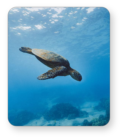 Diving with green turtle in Sheleneyat