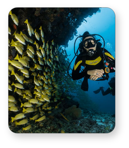 Man diving with school of fish in underwater of Elphinstone Reef