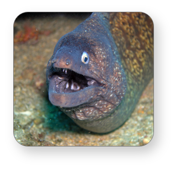 The Giant Moray Eels in Elba