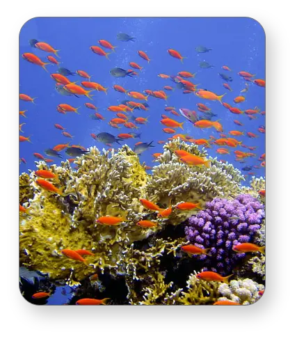 Group of Red Fish in Underwater of Ras Mohammed