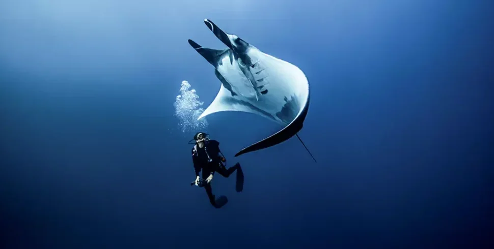 A giant manta ray with a diver underwater