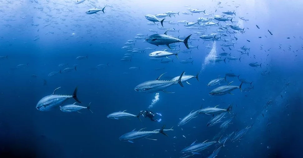 Dune Titan Liveaboard Red Sea Liveaboard Dune Liveaboard